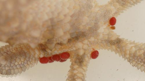 Réf. 160 352 : Geckobia sp.