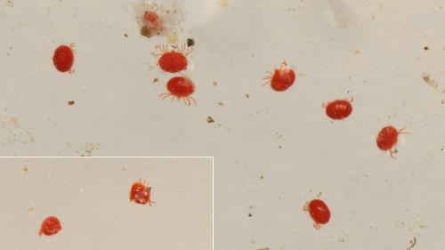 Réf. 160 353 : Geckobia sp.