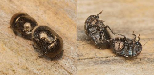 Réf. 160 400 : Thyreocoris scarabaeoides
