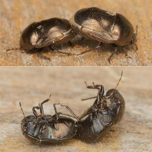 Réf. 160 425 : Thyreocoris scarabaeoides