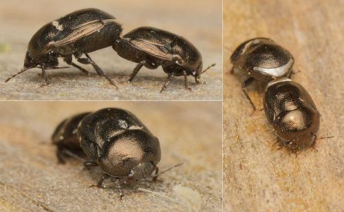 Réf. 160 399 : Thyreocoris scarabaeoides