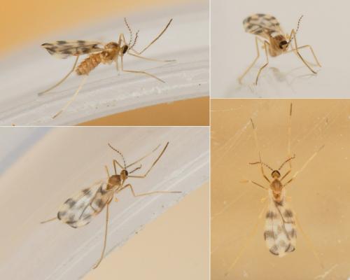 Lestodiplosis septemguttata