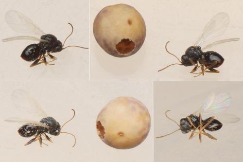 Synergus sp.