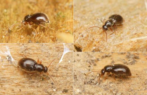 Réf. 160 555 : Stenichnus sp.