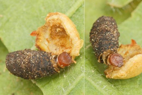 Cryptocephalus sp.