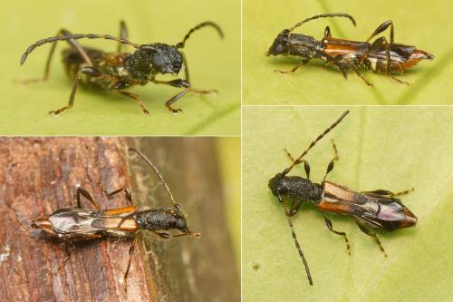 Réf. 160 708 : Dolocerus reichii
