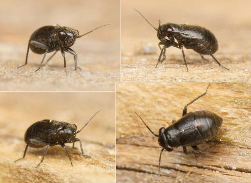Réf. 160 762 : Pachytomella passerinii