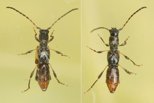 Réf. 160 761 : Dolocerus reichii