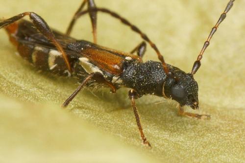 Réf. 160 883 : Dolocerus reichii