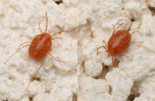 Erythraeus sp.