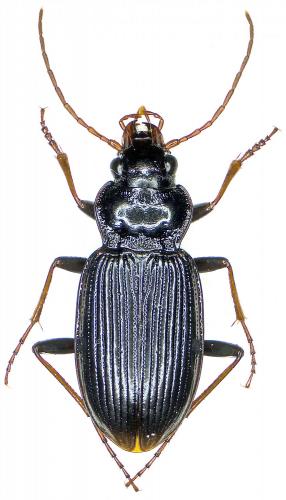Réf. 160 313 : Nebria brevicollis