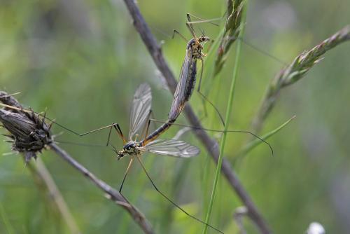 Réf. 160 492 : Nephrotoma appendiculata