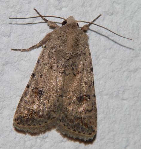 Réf. 160 770 : Caradrina clavipalpis