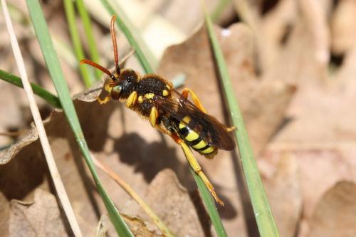 Nomada sp.