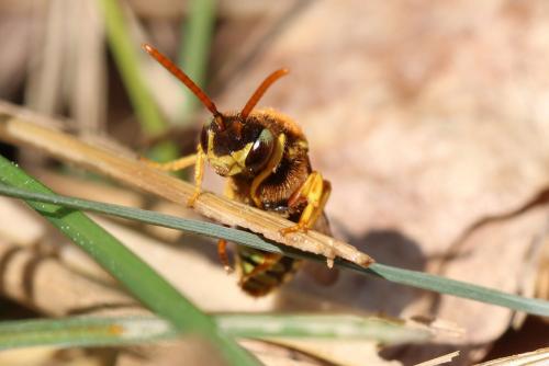 Nomada sp.