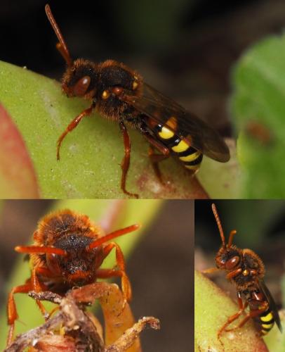 Réf. 160 388 : Nomada lathburiana