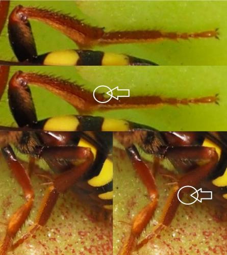 Nomada lathburiana