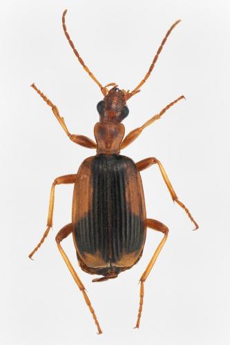 Brachinus humeralis