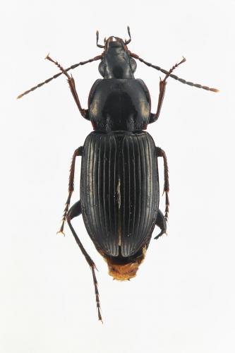 Réf. 160 971 : Pterostichus cursor