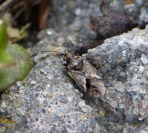 Nysius huttoni