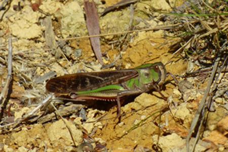 Réf. 160 232 : Locusta migratoria