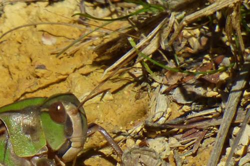 Locusta migratoria