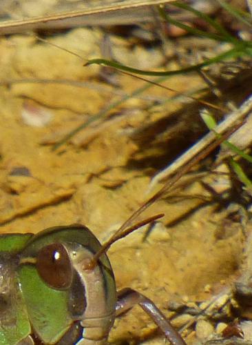 Locusta migratoria