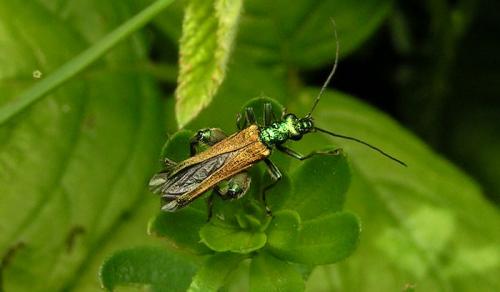 Réf. 160 599 : Oedemera nobilis