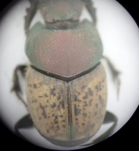 Onthophagus sp.