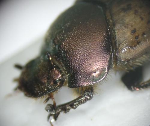 Réf. 160 165 : Onthophagus sp.