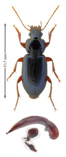 Ophonus ardosiacus