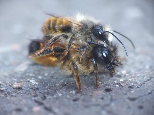 Réf. 160 413 : Osmia bicornis