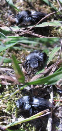 Andrena cineraria