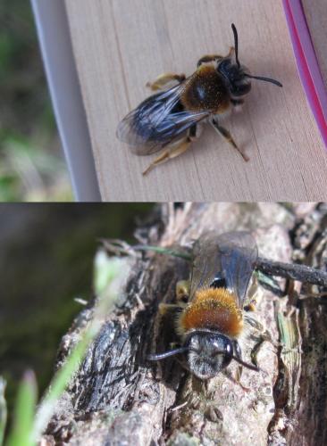 Andrena haemorrhoa