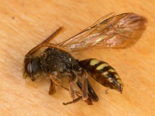Nomada ruficornis