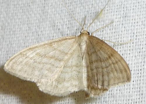 Réf. 160 300 : Idaea macilentaria