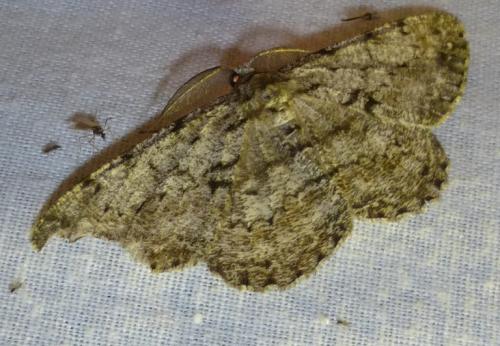 Réf. 160 298 : Hypomecis roboraria