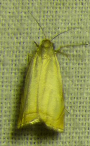 Chrysoteuchia culmella