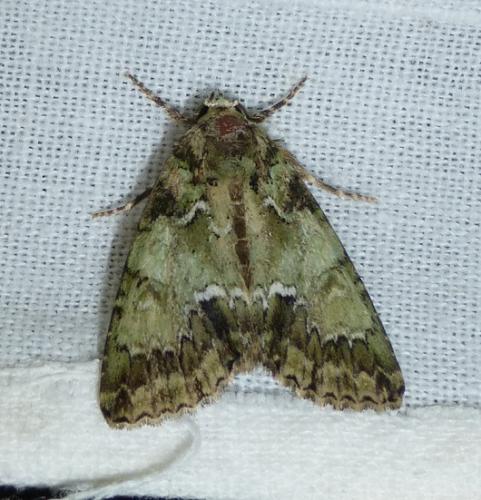 Réf. 160 272 : Polyphaenis sericata