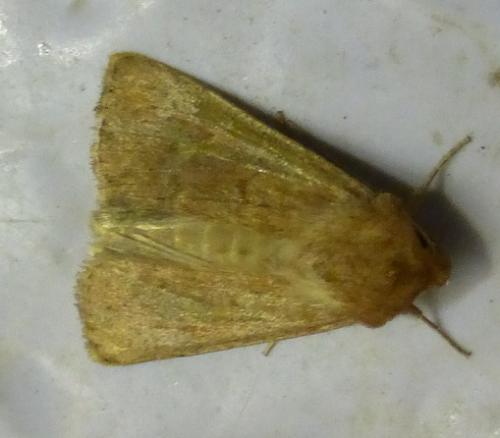 Réf. 160 227 : Mythimna ferrago