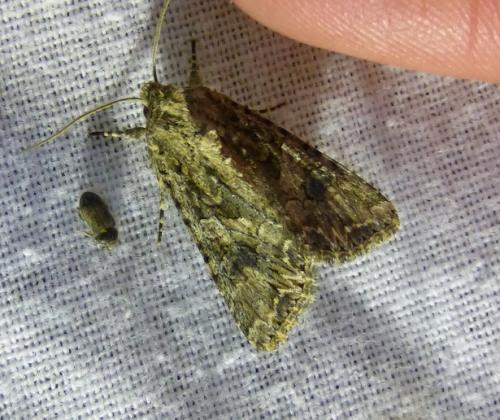 Réf. 160 226 : Anarta trifolii