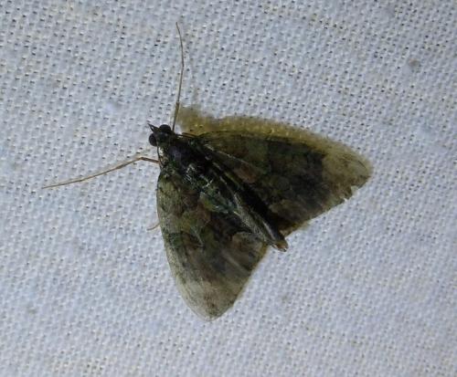 Réf. 160 225 : Chloroclysta siterata