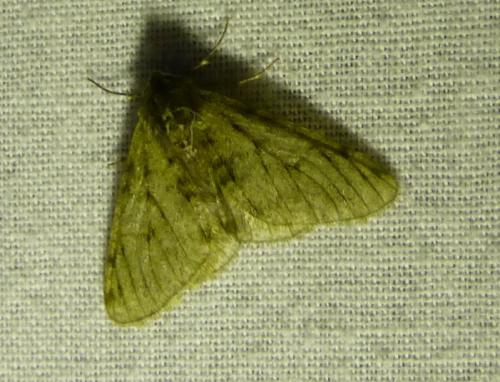 Phigalia pilosaria