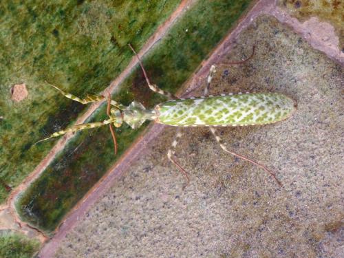 Blepharopsis mendica