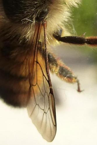 Réf. 160 444 : Osmia bicornis