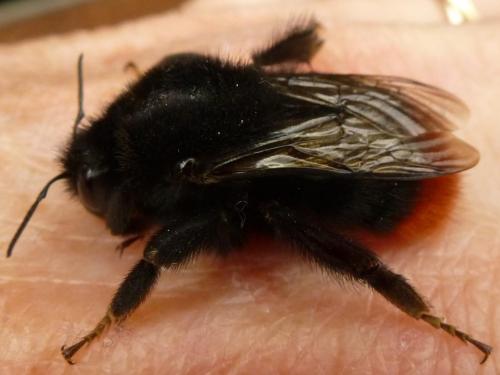 Bombus sp.
