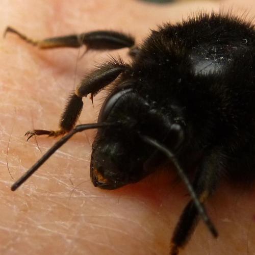 Bombus sp.