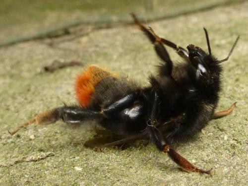 Réf. 160 854 : Bombus sp.