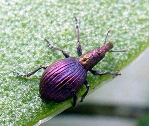 Réf. 160 692 : Pseudaplemonus limonii
