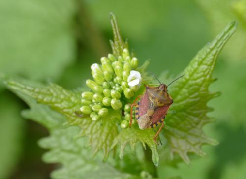 Réf. 160 137 : Carpocoris pudicus